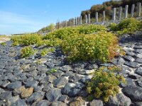 Crithmum maritimum 21, Zeevenkel, Saxifraga-Ed Stikvoort