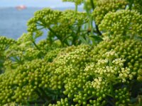 Crithmum maritimum 22, Zeevenkel, Saxifraga-Ed Stikvoort
