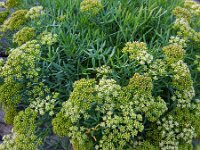 Crithmum maritimum 23, Zeevenkel, Saxifraga-Ed Stikvoort
