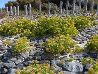 Crithmum maritimum 25, Zeevenkel, Saxifraga-Ed Stikvoort