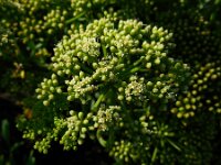 Crithmum maritimum 26, Zeevenkel, Saxifraga-Ed Stikvoort