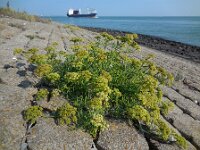 Crithmum maritimum 27, Zeevenkel, Saxifraga-Ed Stikvoort