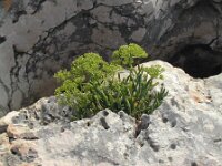 Crithmum maritimum 3, Zeevenkel, Saxifraga-Jasenka Topic