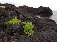 Crithmum maritimum 30, Zeevenkel, Saxifraga-Ed Stikvoort
