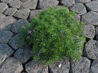 Crithmum maritimum 31, Zeevenkel, Saxifraga-Ed Stikvoort