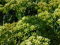 Crithmum maritimum 32, Zeevenkel, Saxifraga-Ed Stikvoort