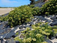 Crithmum maritimum 33, Zeevenkel, Saxifraga-Ed Stikvoort