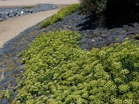 Crithmum maritimum 34, Zeevenkel, Saxifraga-Ed Stikvoort