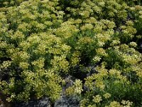 Crithmum maritimum 35, Zeevenkel, Saxifraga-Ed Stikvoort