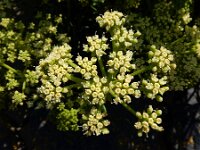 Crithmum maritimum 36, Zeevenkel, Saxifraga-Ed Stikvoort