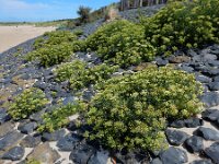 Crithmum maritimum 37, Zeevenkel, Saxifraga-Ed Stikvoort