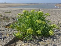 Crithmum maritimum 38, Zeevenkel, Saxifraga-Jelle van Dijk