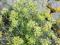 Crithmum maritimum 39, Zeevenkel, Saxifraga-Rutger Barendse