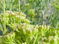 Crithmum maritimum 40, Zeevenkel, Saxifraga-Rutger Barendse