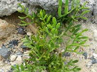 Crithmum maritimum 41, Zeevenkel, Saxifraga-Rutger Barendse
