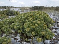Crithmum maritimum 42, Zeevenkel, Saxifraga-Willem van Kruijsbergen
