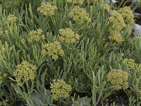 Crithmum maritimum 43, Zeevenkel, Saxifraga-Willem van Kruijsbergen
