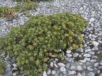 Crithmum maritimum 44, Zeevenkel, Saxifraga-Willem van Kruijsbergen