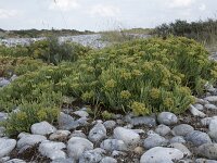 Crithmum maritimum 45, Zeevenkel, Saxifraga-Willem van Kruijsbergen