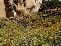 Crithmum maritimum 48, Zeevenkel, Saxifraga-Ed Stikvoort