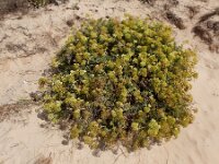 Crithmum maritimum 49, Zeevenkel, Saxifraga-Ed Stikvoort