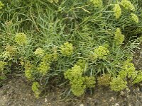Crithmum maritimum 5, Zeevenkel, Saxifraga-Willem van Kruijsbergen