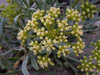 Crithmum maritimum 51, Zeevenkel, Saxifraga-Ed Stikvoort