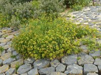 Crithmum maritimum 58, Zeevenkel, Saxifraga-Hans Grotenhuis