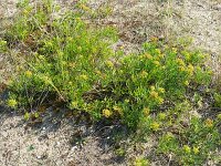 Crithmum maritimum 59, Zeevenkel, Saxifraga-Hans Grotenhuis