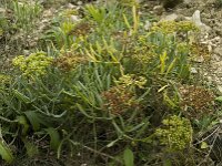 Crithmum maritimum 6, Zeevenkel, Saxifraga-Willem van Kruijsbergen