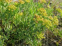Crithmum maritimum 60, Zeevenkel, Saxifraga-Hans Grotenhuis