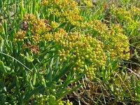 Crithmum maritimum 61, Zeevenkel, Saxifraga-Hans Grotenhuis