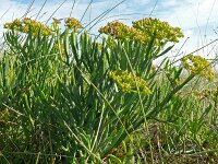 Crithmum maritimum 62, Zeevenkel, Saxifraga-Hans Grotenhuis
