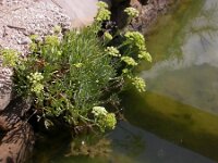 Crithmum maritimum 7, Zeevenkel, Saxifraga-Iztok Skornik