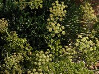 Crithmum maritimum 8, Zeevenkel, Saxifraga-Jasenka Topic