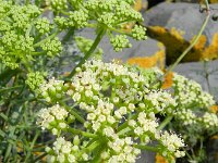 Crithmum maritimum 9, Zeevenkel, Saxifraga-Rutger Barendse