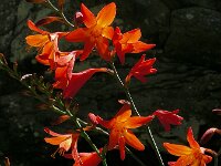 Crocosmia x crocosmiiflora