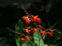 Crocosmia x crocosmiiflora (C. aurea x pottsii) 4, Montbretia, Saxifraga-Ed Stikvoort
