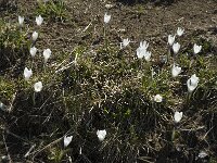 Crocus albiflorus