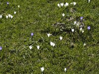 Crocus albiflorus 11, Saxifraga-Jan van der Straaten