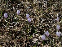 Crocus albiflorus 12, Saxifraga-Marijke Verhagen