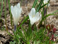 Crocus albiflorus 13, Saxifraga-Willem van Kruijsbergen