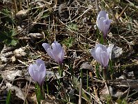 Crocus albiflorus 14, Saxifraga-Marijke Verhagen