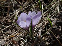 Crocus albiflorus 17, Saxifraga-Marijke Verhagen