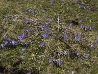 Crocus albiflorus 18, Saxifraga-Jan van der Straaten