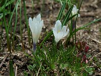 Crocus albiflorus 2, Saxifraga-Willem van Kruijsbergen