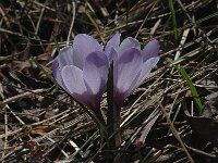 Crocus albiflorus 21, Saxifraga-Marijke Verhagen