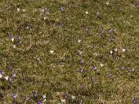 Crocus albiflorus 23, Saxifraga-Jan van der Straaten
