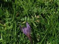 Crocus albiflorus 25, Saxifraga-Willem van Kruijsbergen