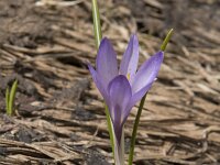 Crocus albiflorus 31, Saxifraga-Willem van Kruijsbergen